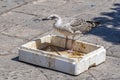 Gulls or seagulls are seabirds .seagulls in nature. Royalty Free Stock Photo