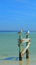 Gulls at Seashore on Poles Royalty Free Stock Photo