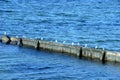 Gulls sit on a breakwater, as can be seen they require some pesonal distance Royalty Free Stock Photo