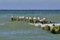 Gulls sitting on the breakwater Royalty Free Stock Photo