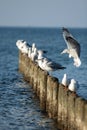 Gulls sitting on the breakwater Royalty Free Stock Photo