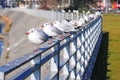 Gulls sitting in a row on the railing. Wroclaw