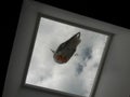 Gulls sitting on the sky window, mobile shoots Royalty Free Stock Photo