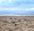 Gulls on South Padre Island Texas Royalty Free Stock Photo