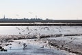 Gulls in sparkling water of dutch Waddenzee near Holwerd Royalty Free Stock Photo