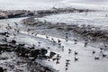 Gulls in sparkling water of Waddenzee, Holland Royalty Free Stock Photo