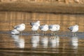 Gulls are standing on the ice on a recently frozen pond Royalty Free Stock Photo