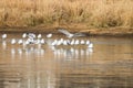 Gulls are standing on the ice on a recently frozen pond Royalty Free Stock Photo