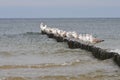 Gulls standing in a row on the poles of the breakwater Royalty Free Stock Photo