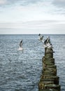 Gulls start from a row of groynes Royalty Free Stock Photo