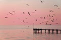 Gulls at sunset Royalty Free Stock Photo