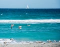 Gulls and a Tern Playing on the Beach Royalty Free Stock Photo