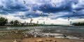 Group of wild Gulls at the windy sand beach shore at the riverside of the river Rhein in Cologne with sky and water Royalty Free Stock Photo