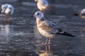 Gulls in a winter day, standing on frozen surface of the river. Royalty Free Stock Photo