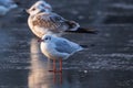 Gulls in a winter day, standing on frozen surface of the river. Sunny morning on a cold winter day. Royalty Free Stock Photo