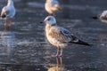 Gulls in a winter day, standing on frozen surface of the river. Sunny morning on a cold winter day. Royalty Free Stock Photo