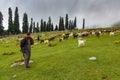 GULMARG, KASHMIR, INDIA - AUGUST 9 2018: Shepard with many goats