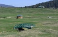 Gulmarg Skiing ground Royalty Free Stock Photo