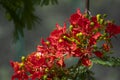 Gulmohar Delonix regia Tree with Flowers, Flower Buds and Green Leaves