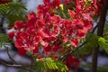 Gulmohar Delonix regia Tree with Flowers, Green Leaves