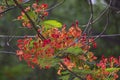 Gulmohar Delonix regia Tree with Flowers and Green Leaves