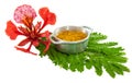 Gulmohar flower in white background. A gulmohar tree is an ornam