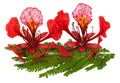 Gulmohar flower in white background. A gulmohar tree is an ornam