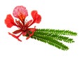 Gulmohar flower in white background. A gulmohar tree is an ornamental tree that is scientifically called Delonix regia. The Gulmoh Royalty Free Stock Photo