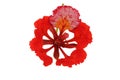 Gulmohar flower in white background. Royalty Free Stock Photo