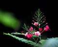 Gulmohar flowers