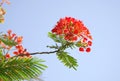 Gulmohar flowers on blue sky