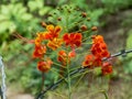 Gulmohar or Royal Poinciana Flower, Barbwire in background