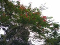 Gulmohar tree