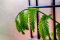 Gulmohar tree leaf in a tree guard Royalty Free Stock Photo