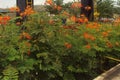 GULMOHAR TREE OF ORANGE-RED FLOWERS.