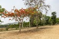 A gulmohar tree on the pathway Royalty Free Stock Photo