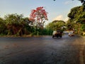 Gulmohar tree in road Royalty Free Stock Photo