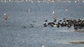 Gulp of cormorants close to lake shore and flying away one by one