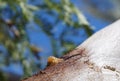 Gum arabic also known as gum sudani on the acacia tree bark. Selective focus