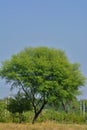 Gum arabic tree.