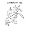 Gum benjamin tree Styrax benzoin , medicinal plant.