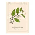 Gum benjamin tree Styrax benzoin , medicinal plant