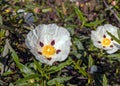 Gum Cistus - Cistus ladanifer flowers in the Alentejo region of Southern Portugal. Royalty Free Stock Photo