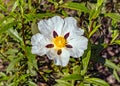 Gum Cistus - Cistus ladanifer flower, Alentejo, Southern Portugal.