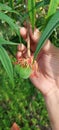 Gum flower fruit from South Kalimantan that is held in the hand to be picked immediately