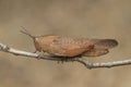 Gum Leaf Grasshopper