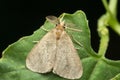 Gum moth on leaf, Opodiphthera species, satara