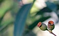 Gum nuts of the Australian native Red Bloodwood, Corymbia gummifera, family Myrtaceae