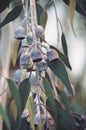 Gum nuts and leaves of Australian native Eucalytpus caesia Royalty Free Stock Photo