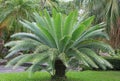 Gum palm or giant dioon Dioon spinulosum Dyer the tropical cycad palm plant on green garden